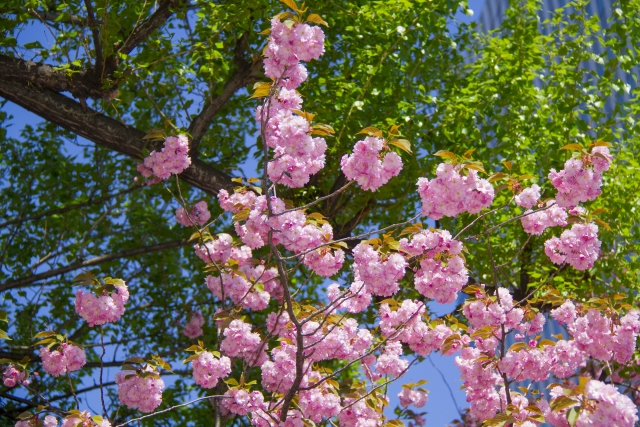 やっと来た札幌の春を表す桜と新緑の写真
